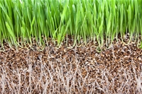 Vermiculite làm vườn - ứng dụng mới cho làm vườn sạch