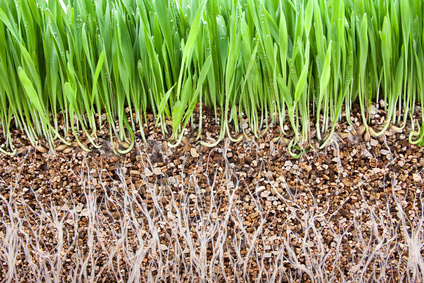 Vermiculite làm vườn - ứng dụng mới cho làm vườn sạch
